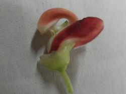 AsIX