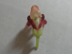 AsIX