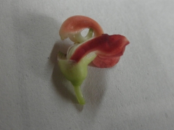AsIX