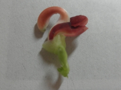 AsIX