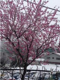 桜に雪